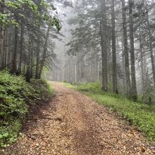 The road ascends into the mist
