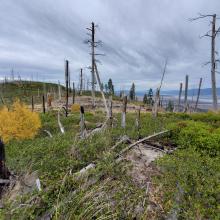 The AZ Ridge looking W toward the true summit