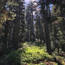 McGowan Mountain Bushwhack