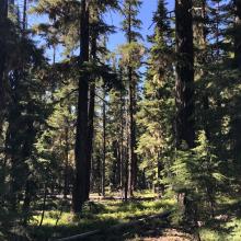 Windigo Butte Easy Bushwhack