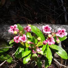 Browns Mtn Fleur