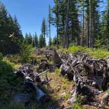 The Woodpiles