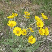 More spring flowers