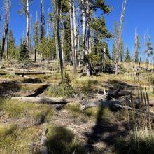 Pick your route above fuel break to summit. Old trail abandoned.