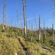 Open trail through lots of fire-killed trees