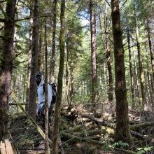 Man standing amoungst fallen trees atop a forested summit 