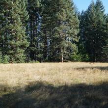 Summit Meadow