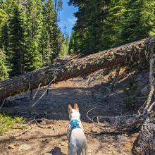 Deadfall tree across the road