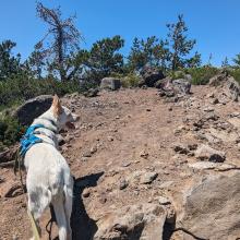 Lance the dog on the summit block