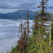 Mt St. Helens from the summit
