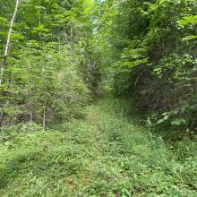 trail