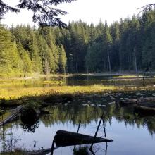 Lily Lake